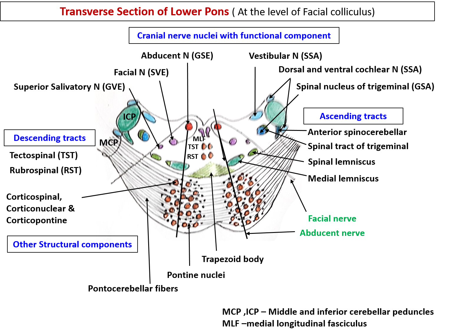 Pons anatomy -transverse section of lower pons at the level of facial colliculus