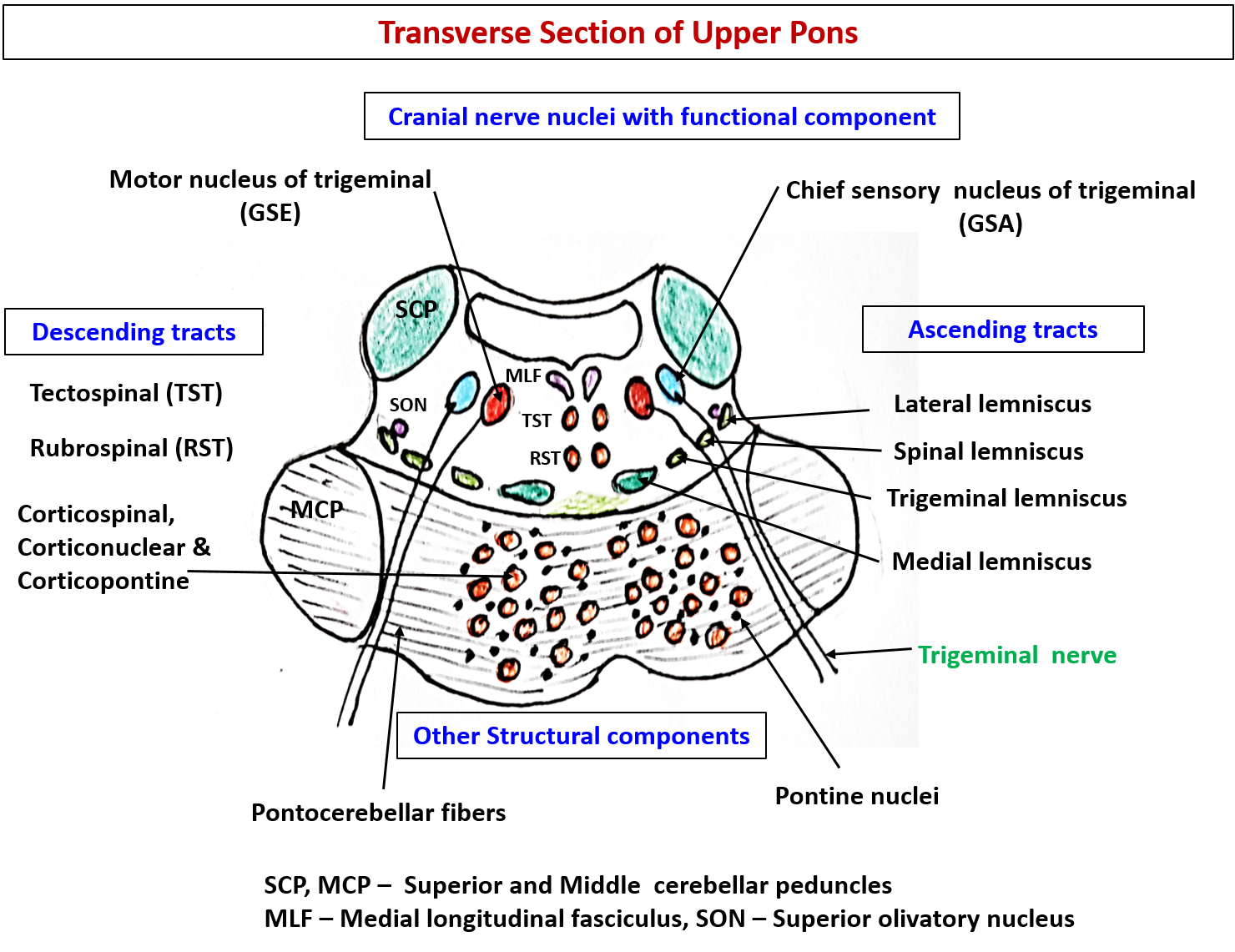 pons anatomy - transverse section of upper pons