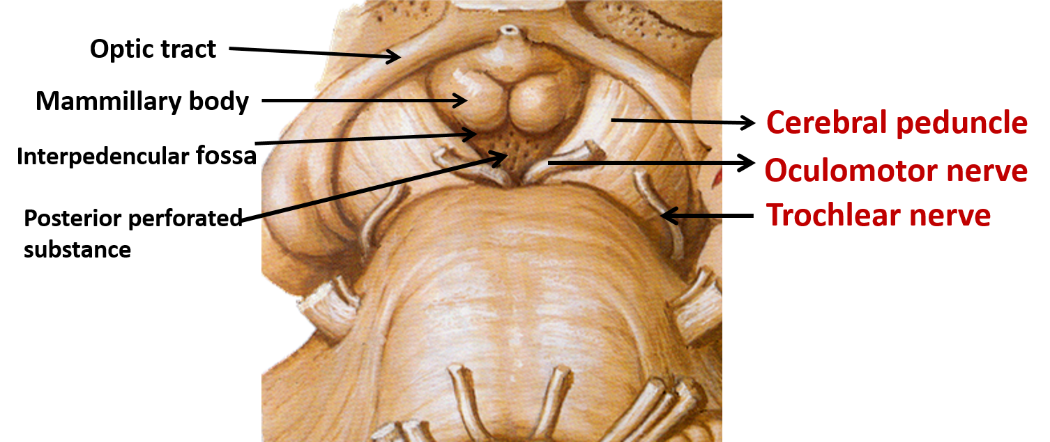 Midbrain anatomy-ventral aspect of midbrain