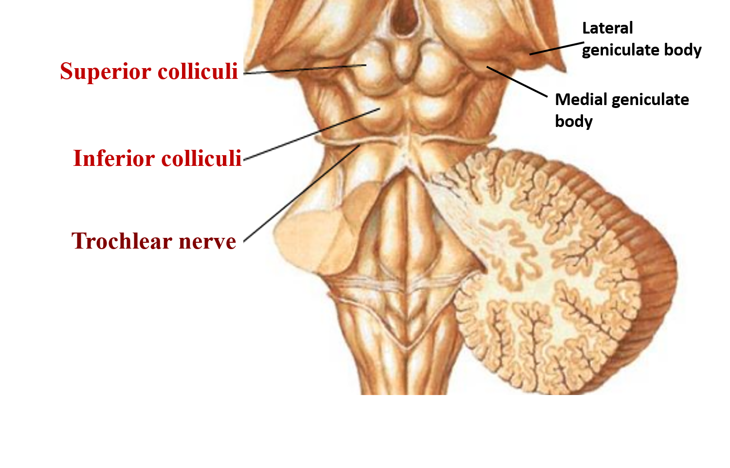 Midbrain anatomy- dorsal aspect of midbrain