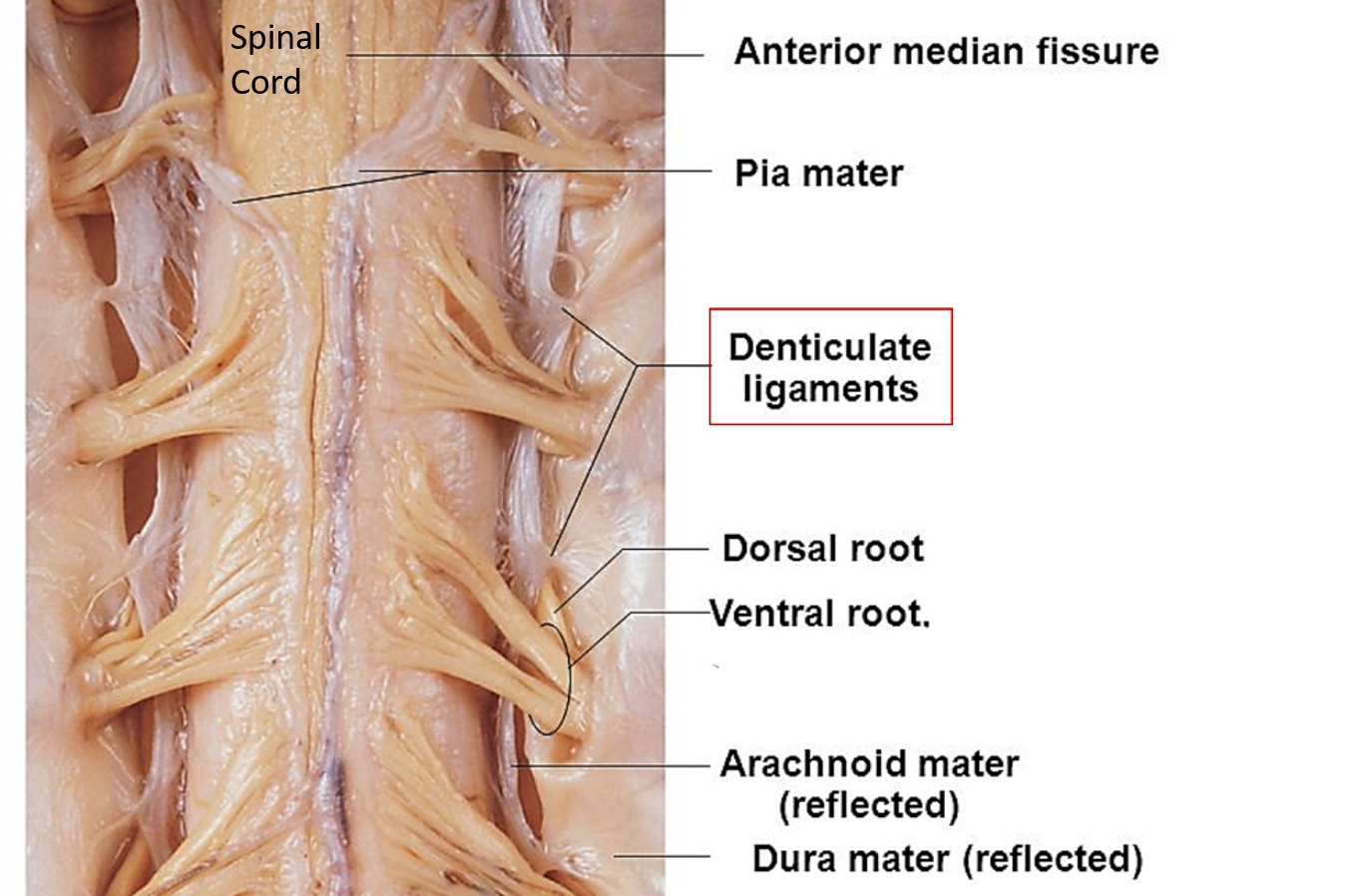 Denticulate ligaments of spinal cord