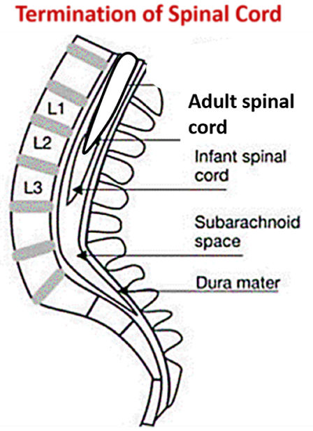 level of termination of spinal cord