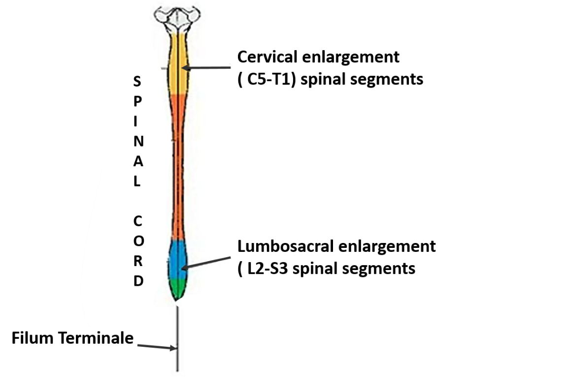 cervical and lumbar enlagements