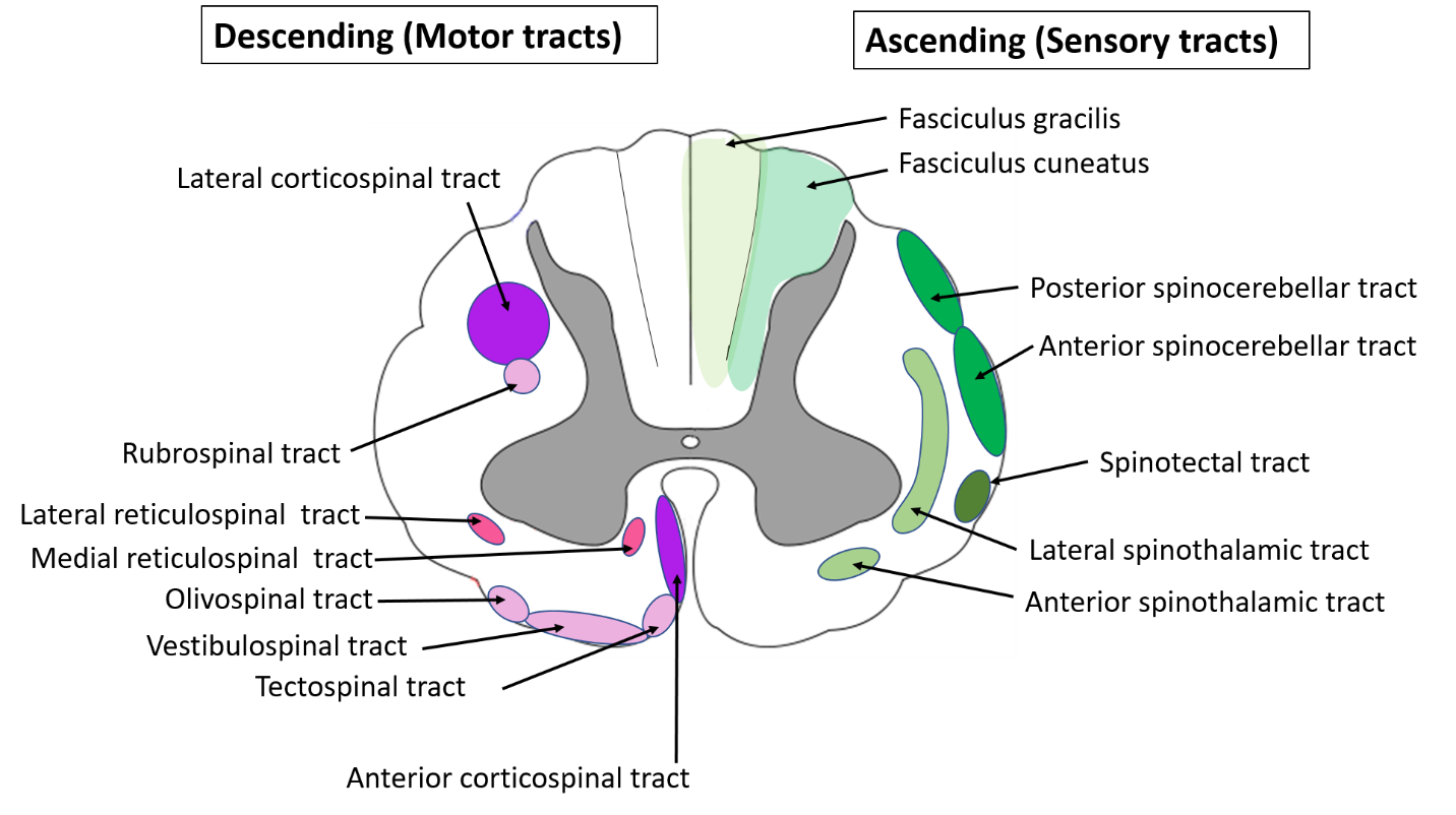  Spinal cord anatomy-location of ascending and descending tracts in transverse section of spinal cord