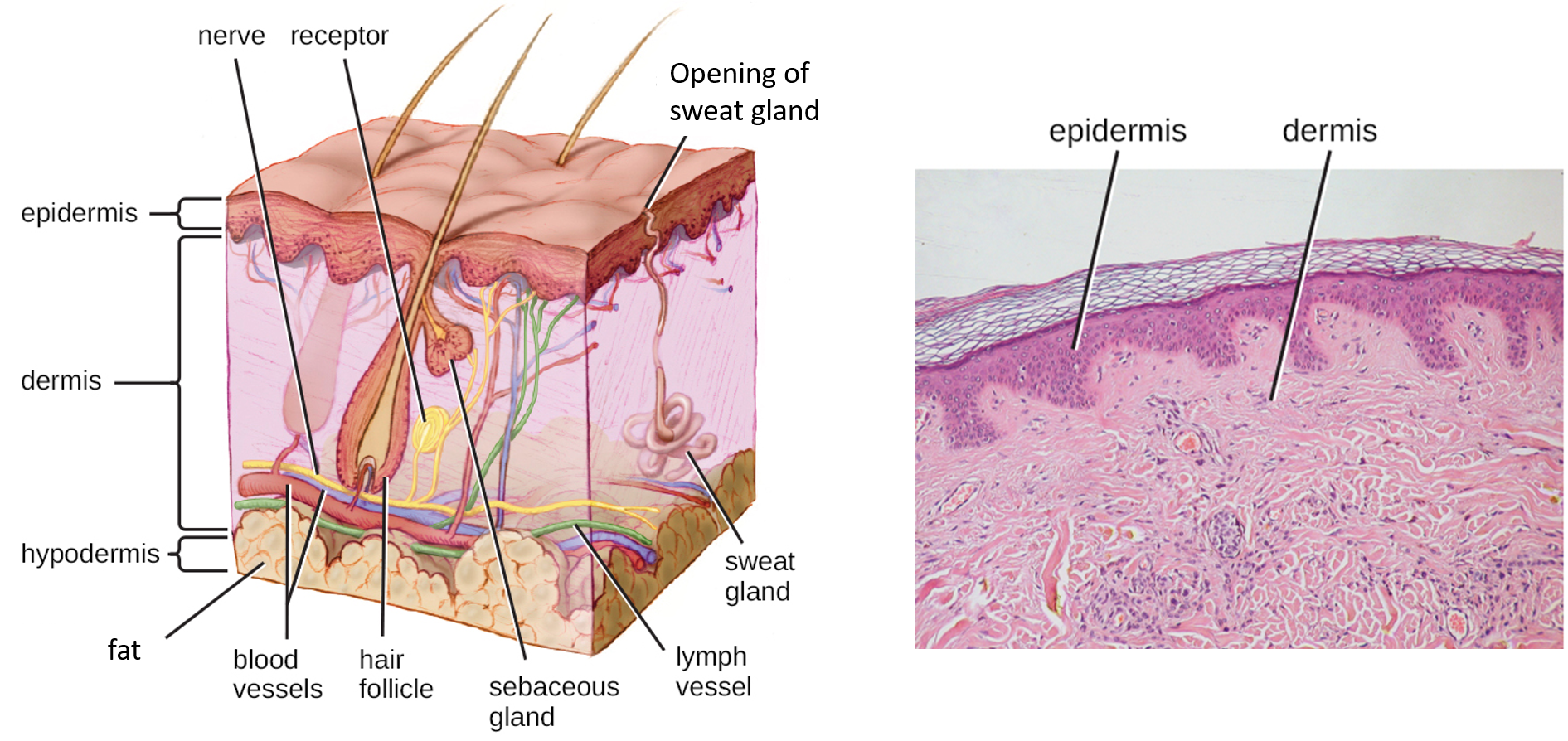 layers of skin - epidermis and dermis