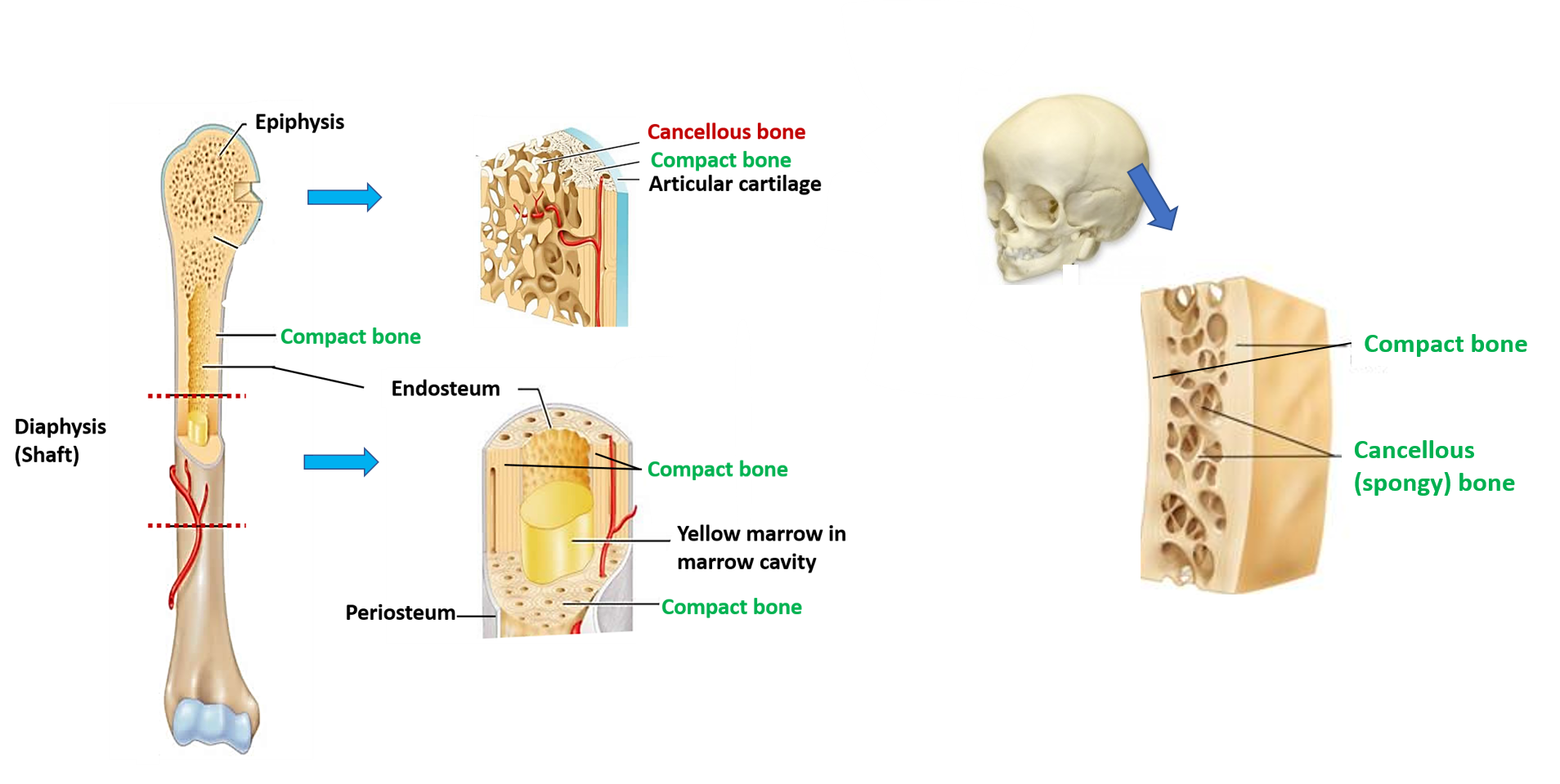 cancellous and compact bone