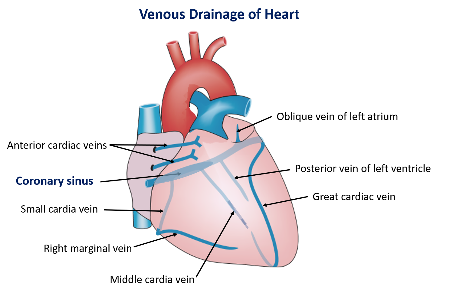 venous drainage of heart
