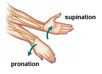 supination and pronation