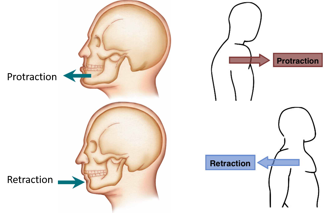 protraction and retraction