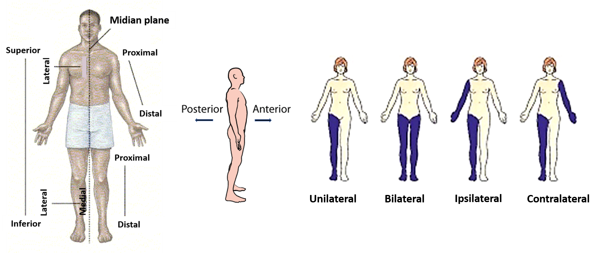 Anatomical Terminology - Anatomy QA