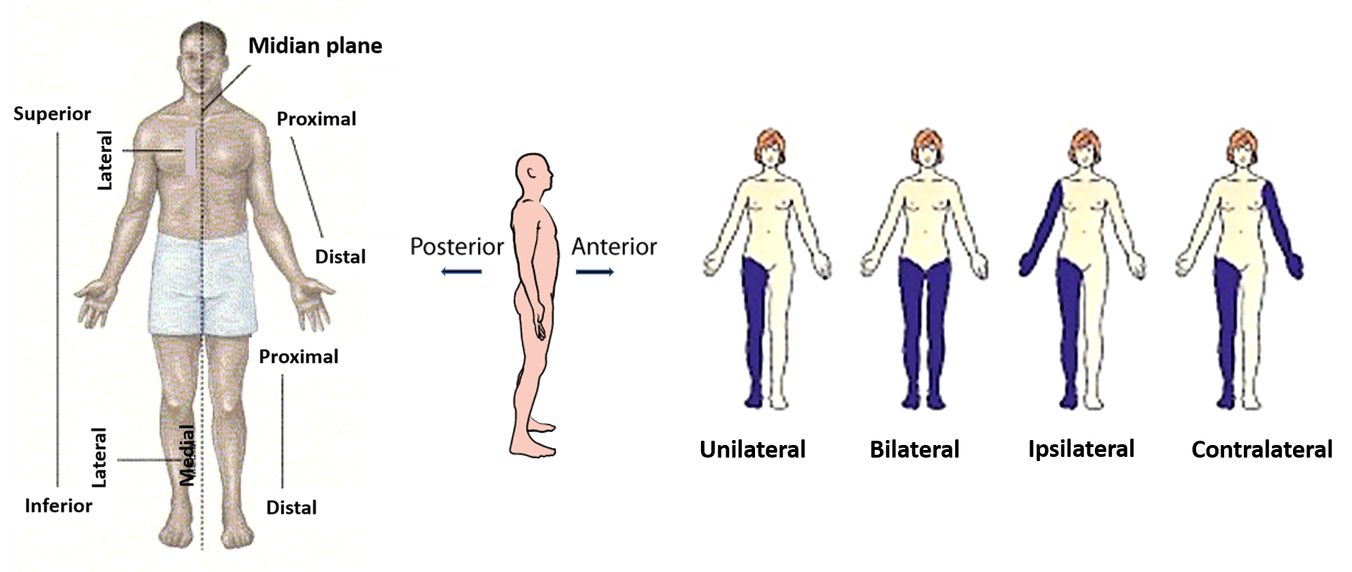 directional terms