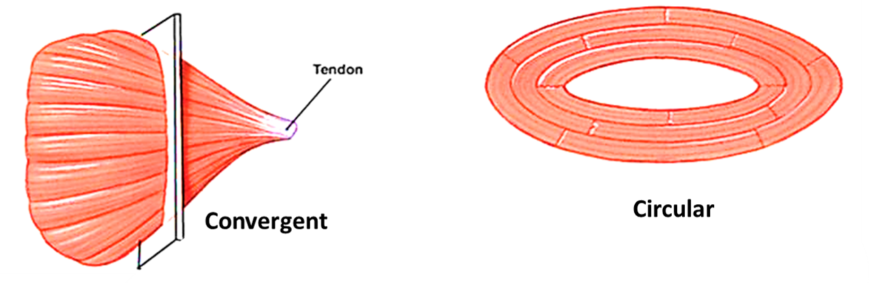 circular and convergent fasciculi of muscles