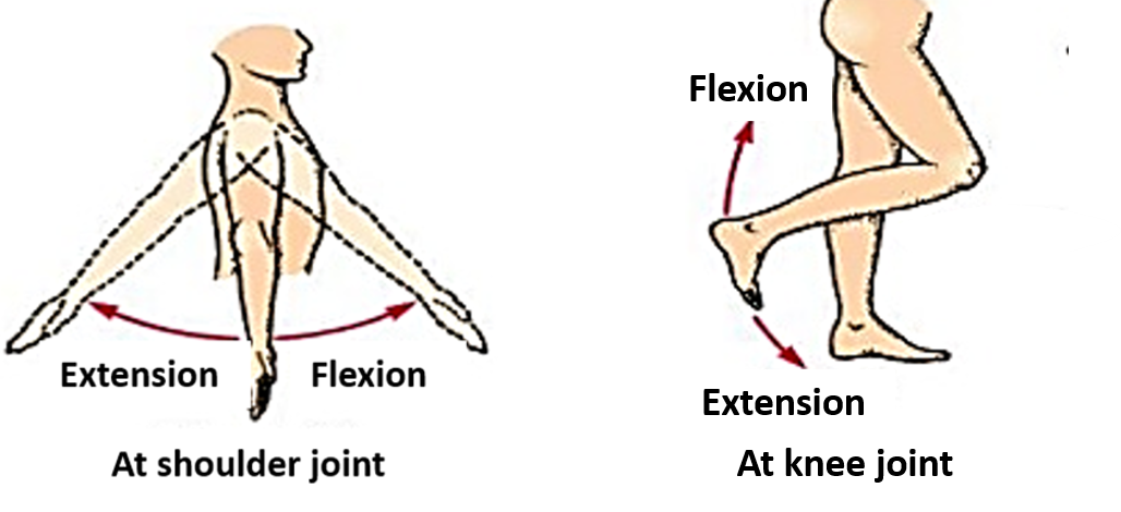 flexion and extension