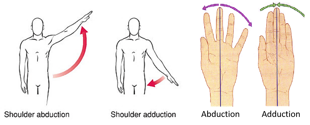 adduction and abduction