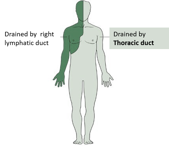 areas drained by thoracic duct
