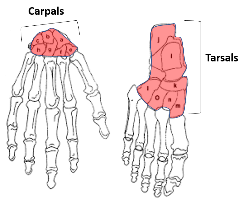 examples of short bones