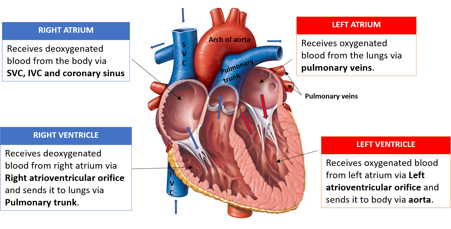 chambers of heart