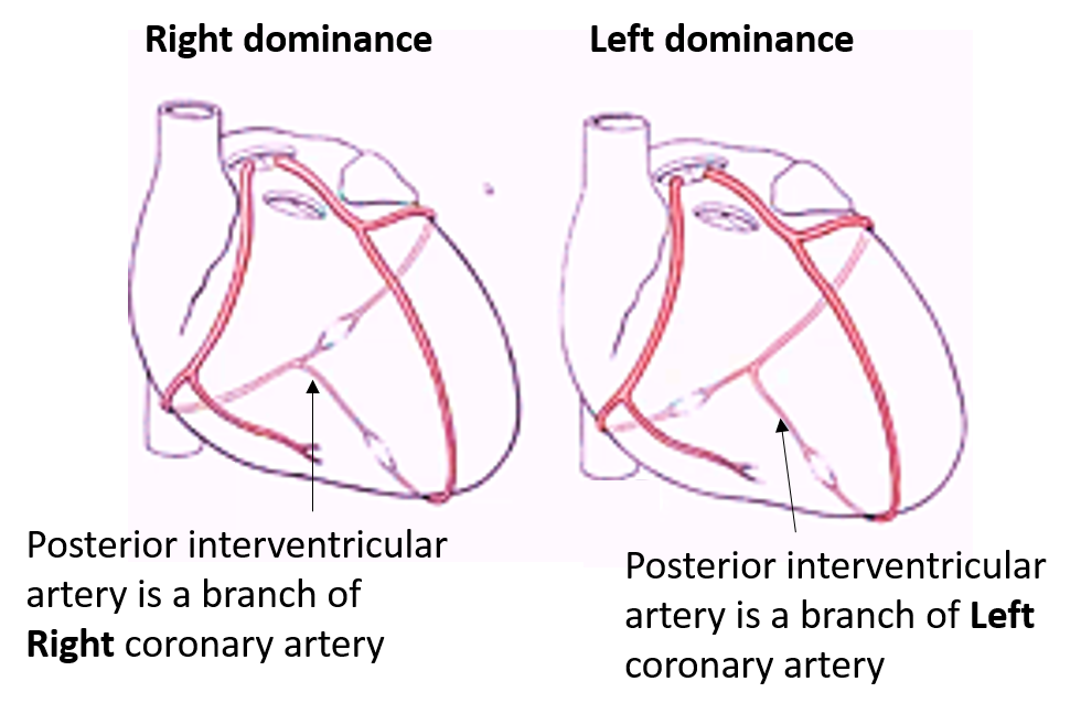 cardiac dominance