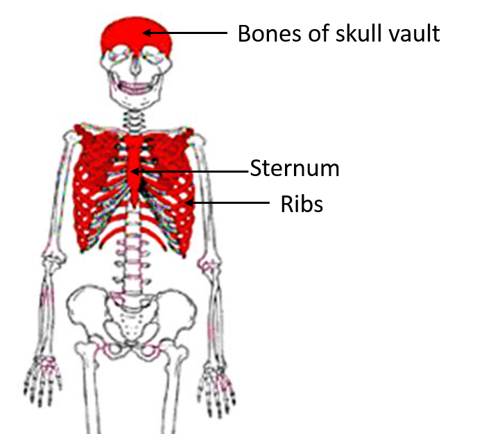 examples of short bones