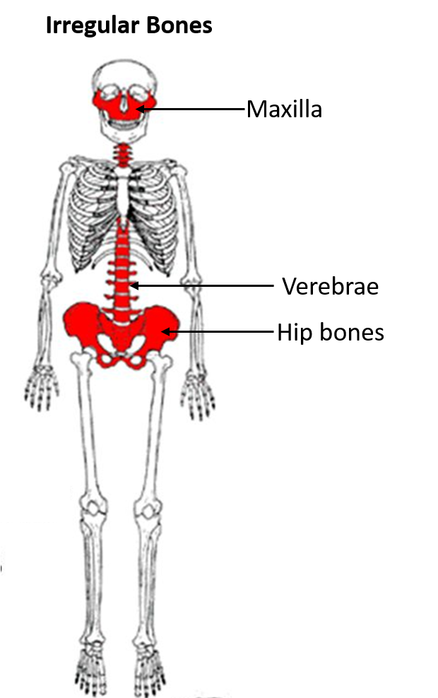 examples of irregular bones