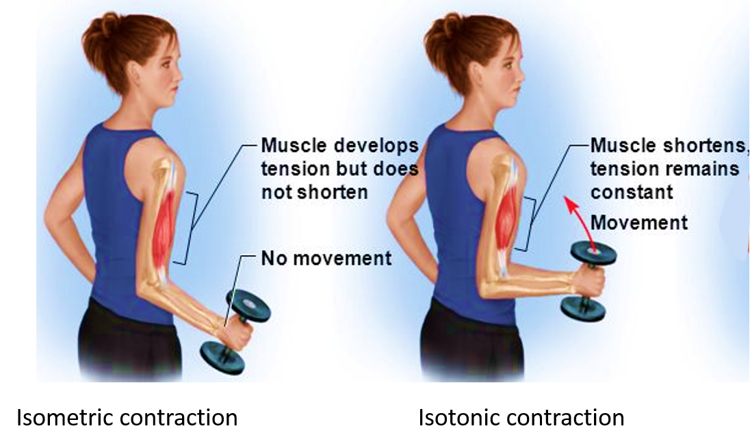 isometric and isotonic contraction