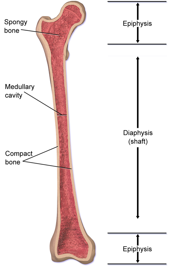 Bone - Anatomy QA