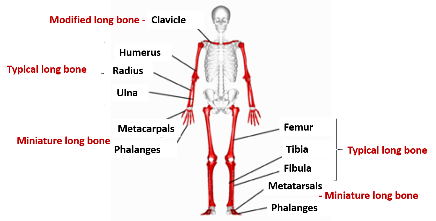 Bone - Anatomy QA
