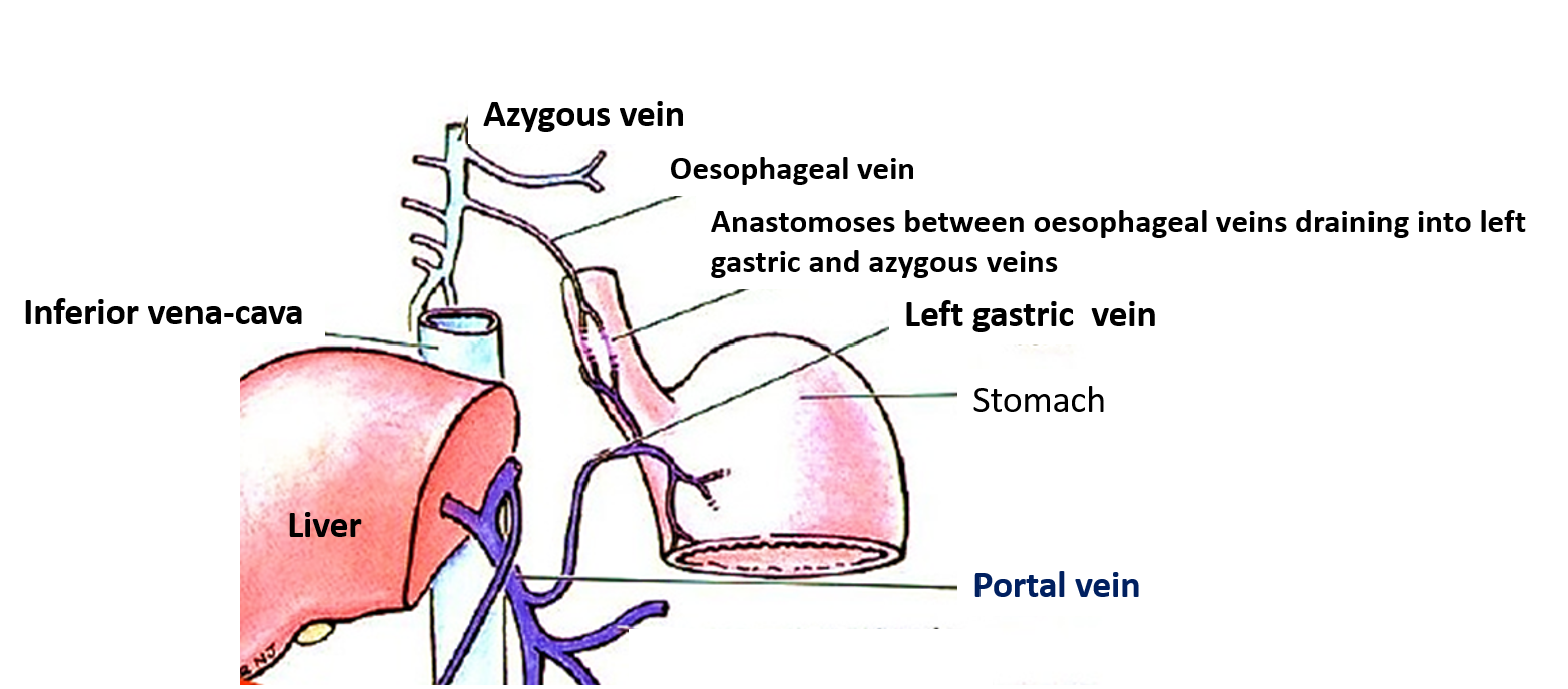 veins of oesophagus