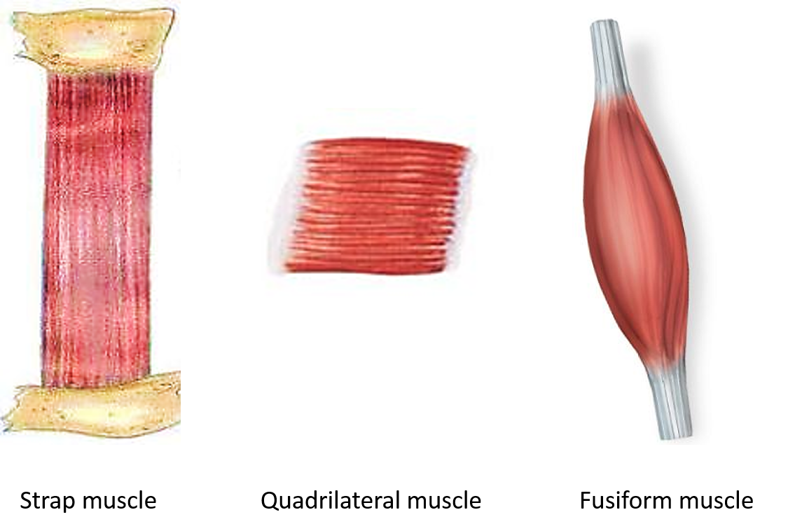 muscles with parallel muscular fasciculi