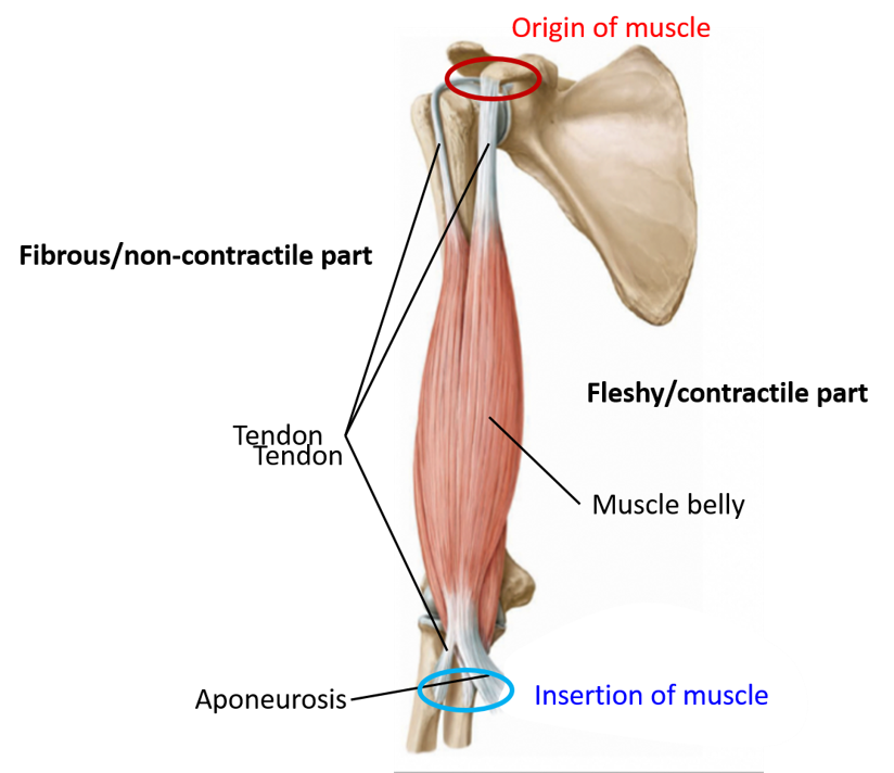 Muscle- flesy and fibrous parts