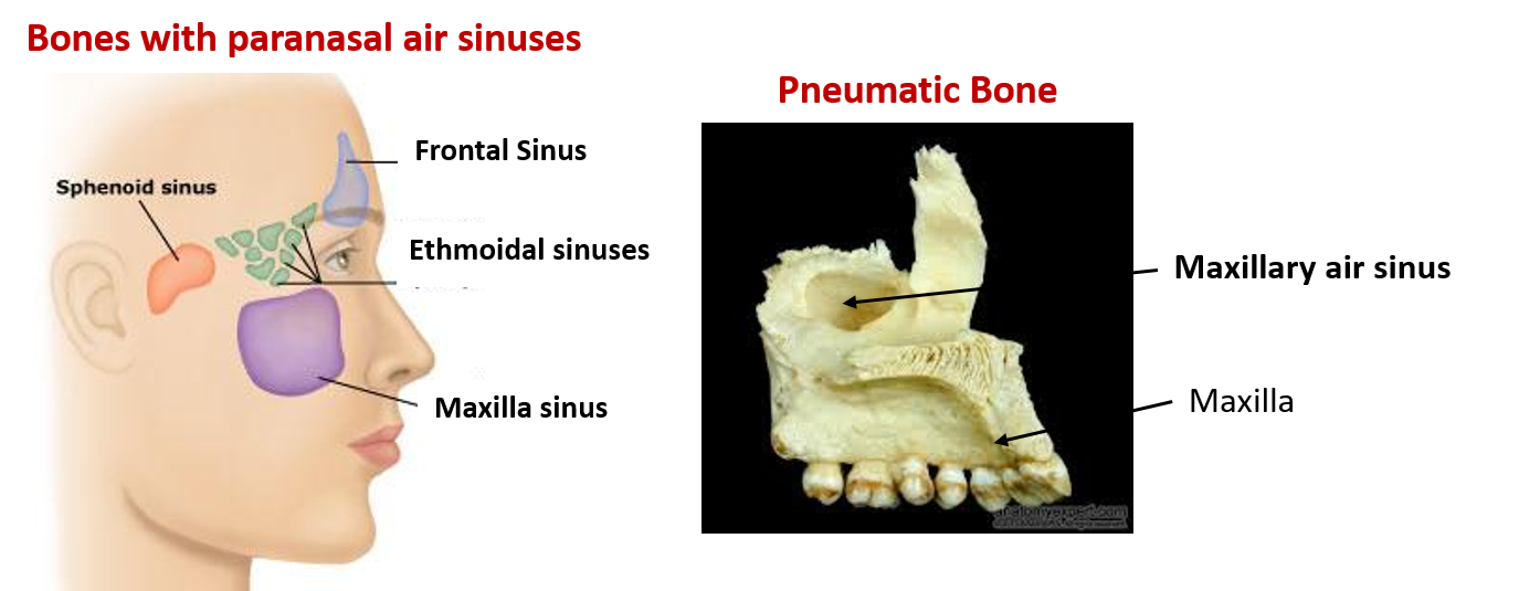 examples of pneumatic bones