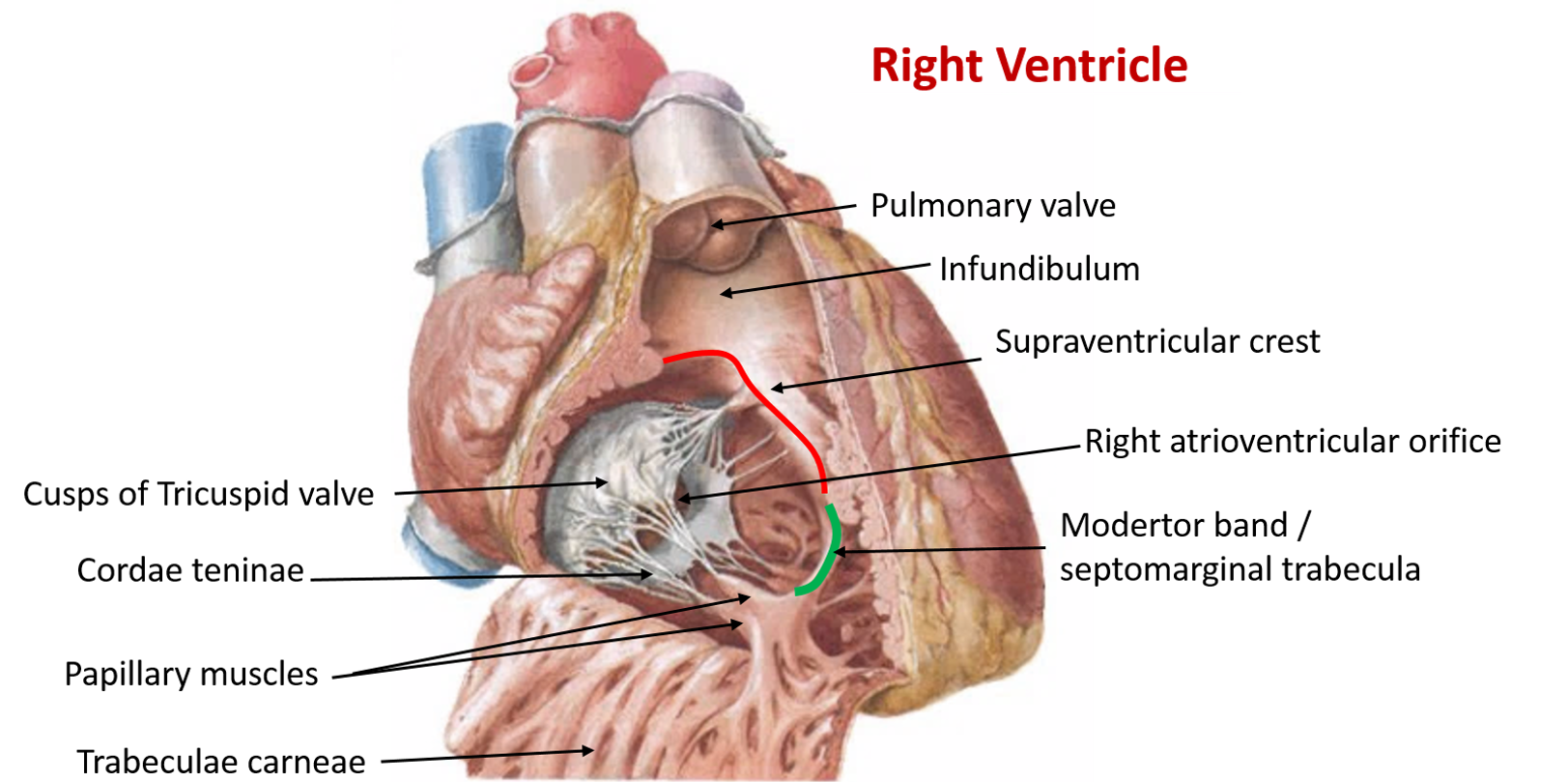 right ventricle -interior