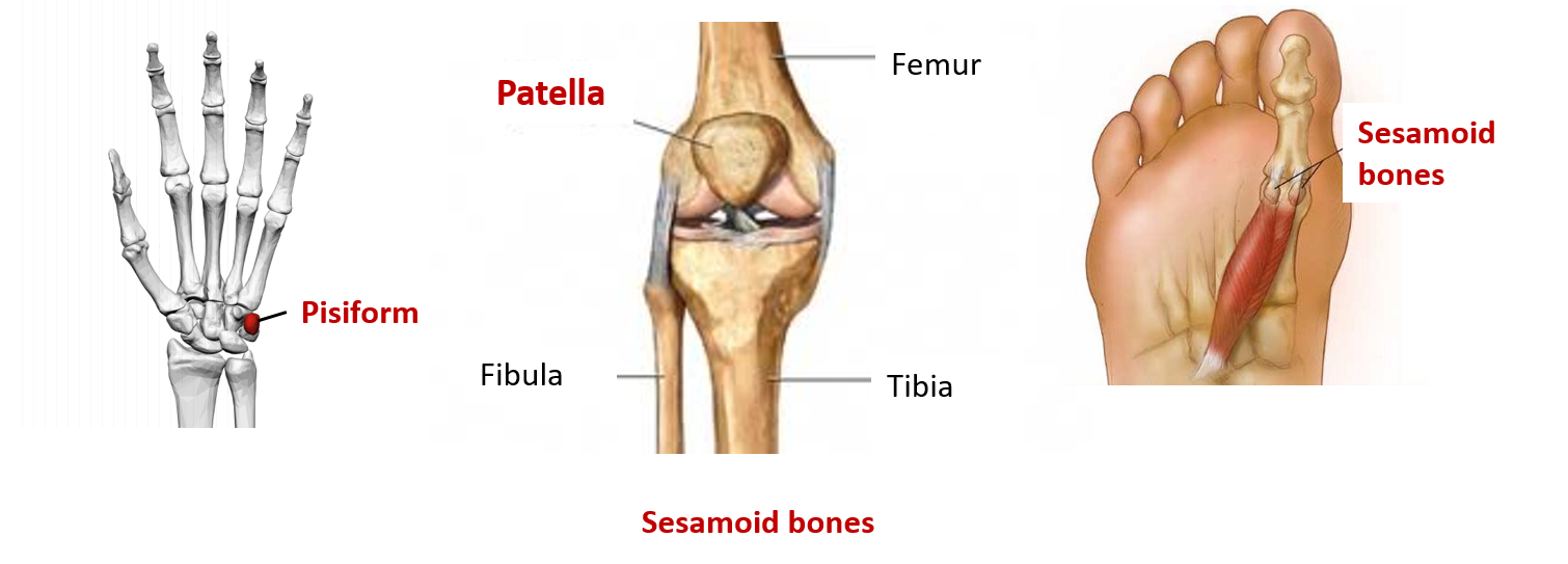 Classification Of Bones Anatomy QA