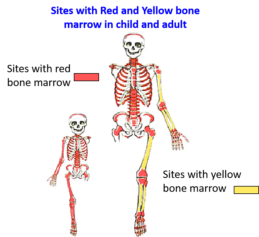 sites with red and yellow bone marrow