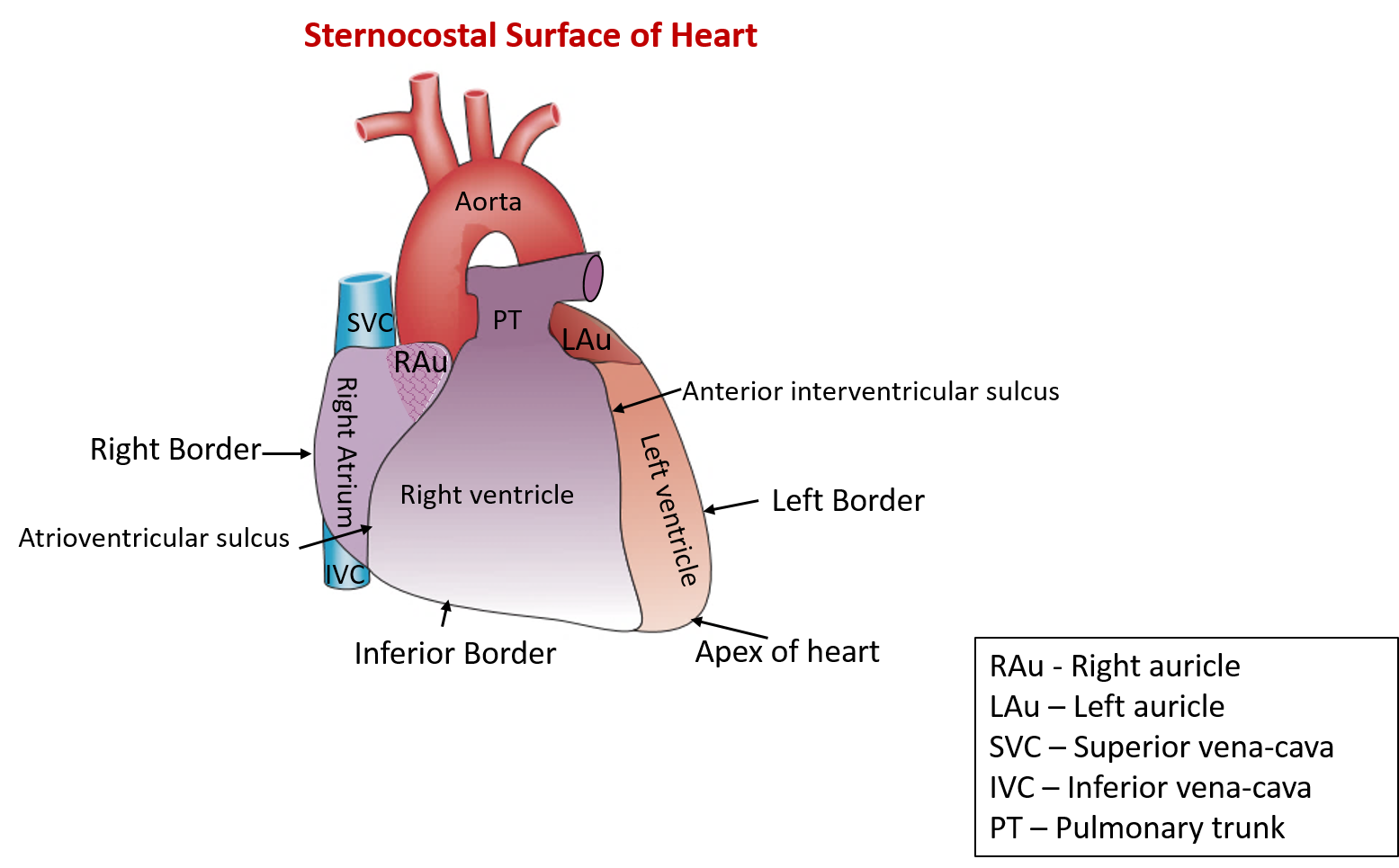 Heart - External and Internal Features - Anatomy QA