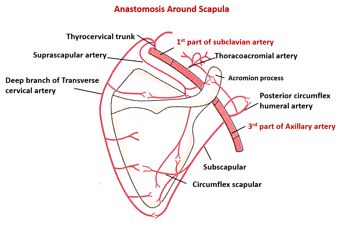 Arterial anastomosis around scapula