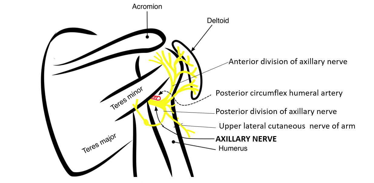 axillary nerve