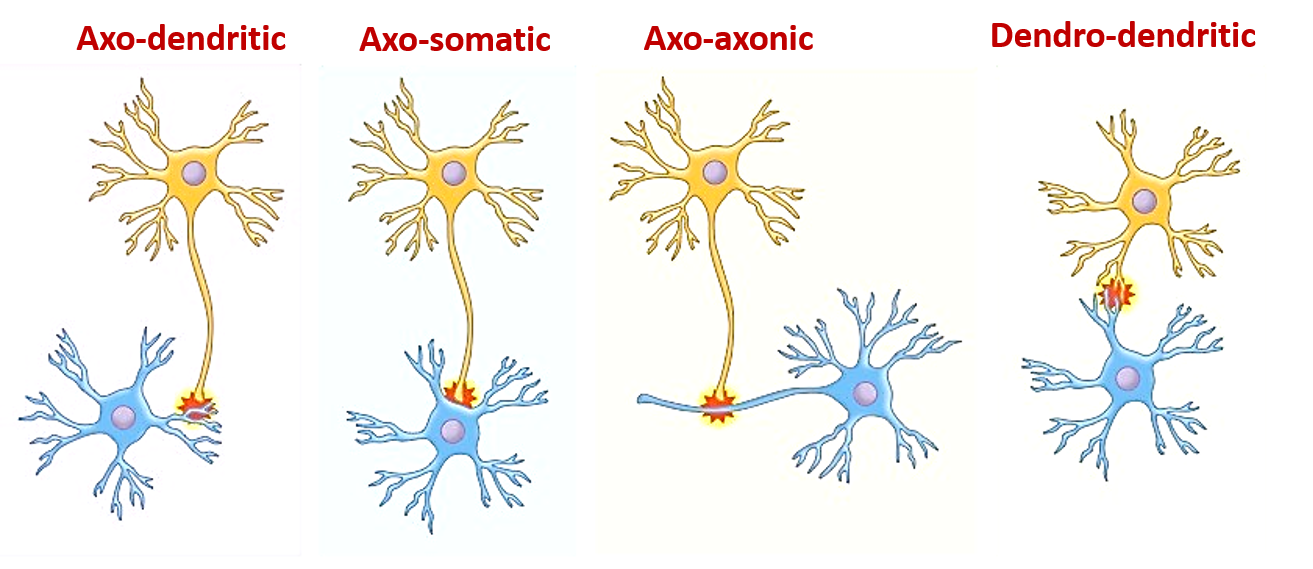 types of synapses