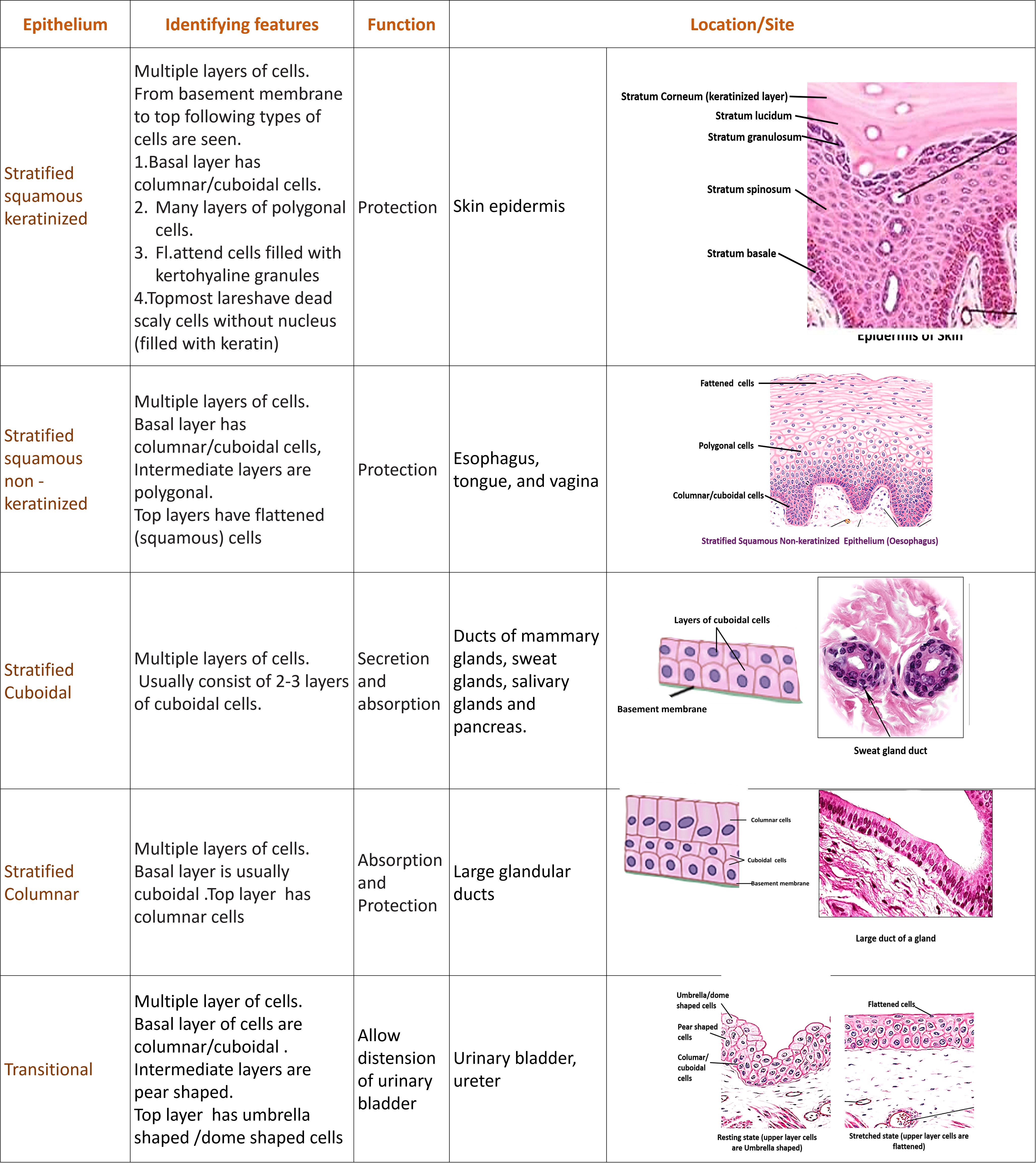 stratified squamous and transitional epithelium, identifying features, functions and location