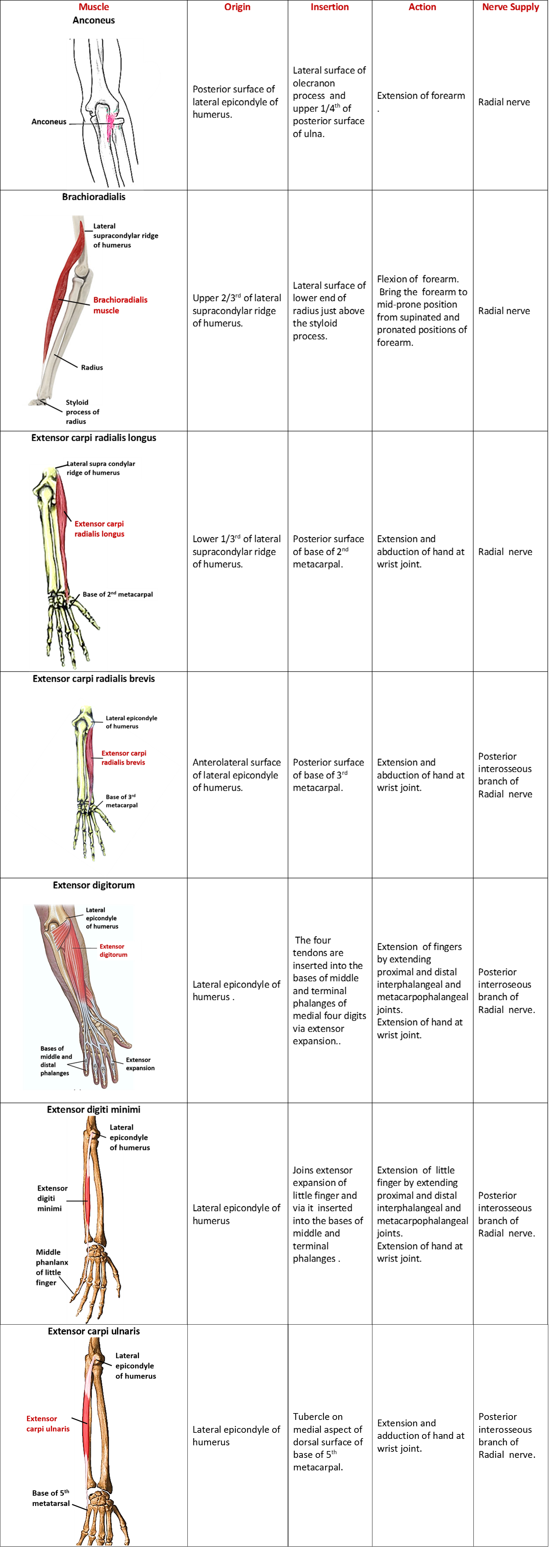 superficial extensor muscles of forearm
