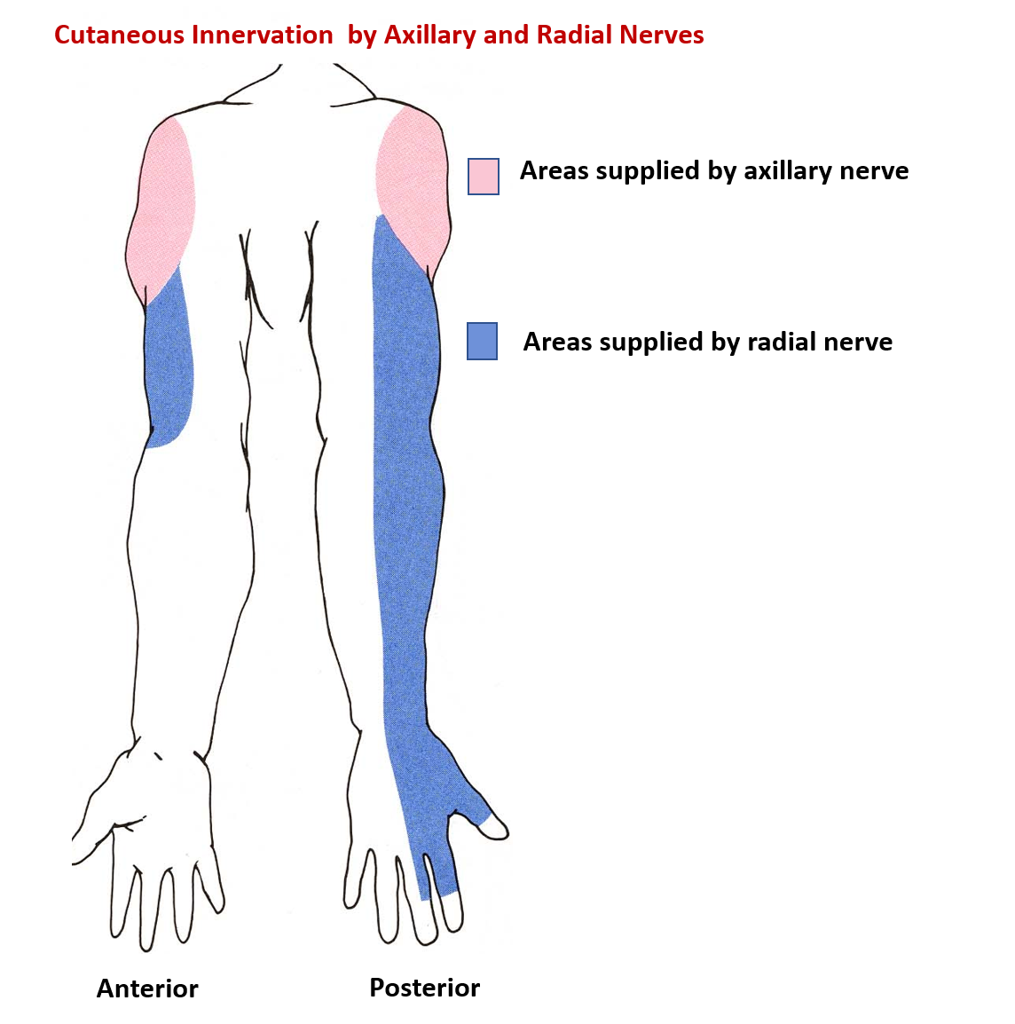 sensory supply by axillary and radial nerve