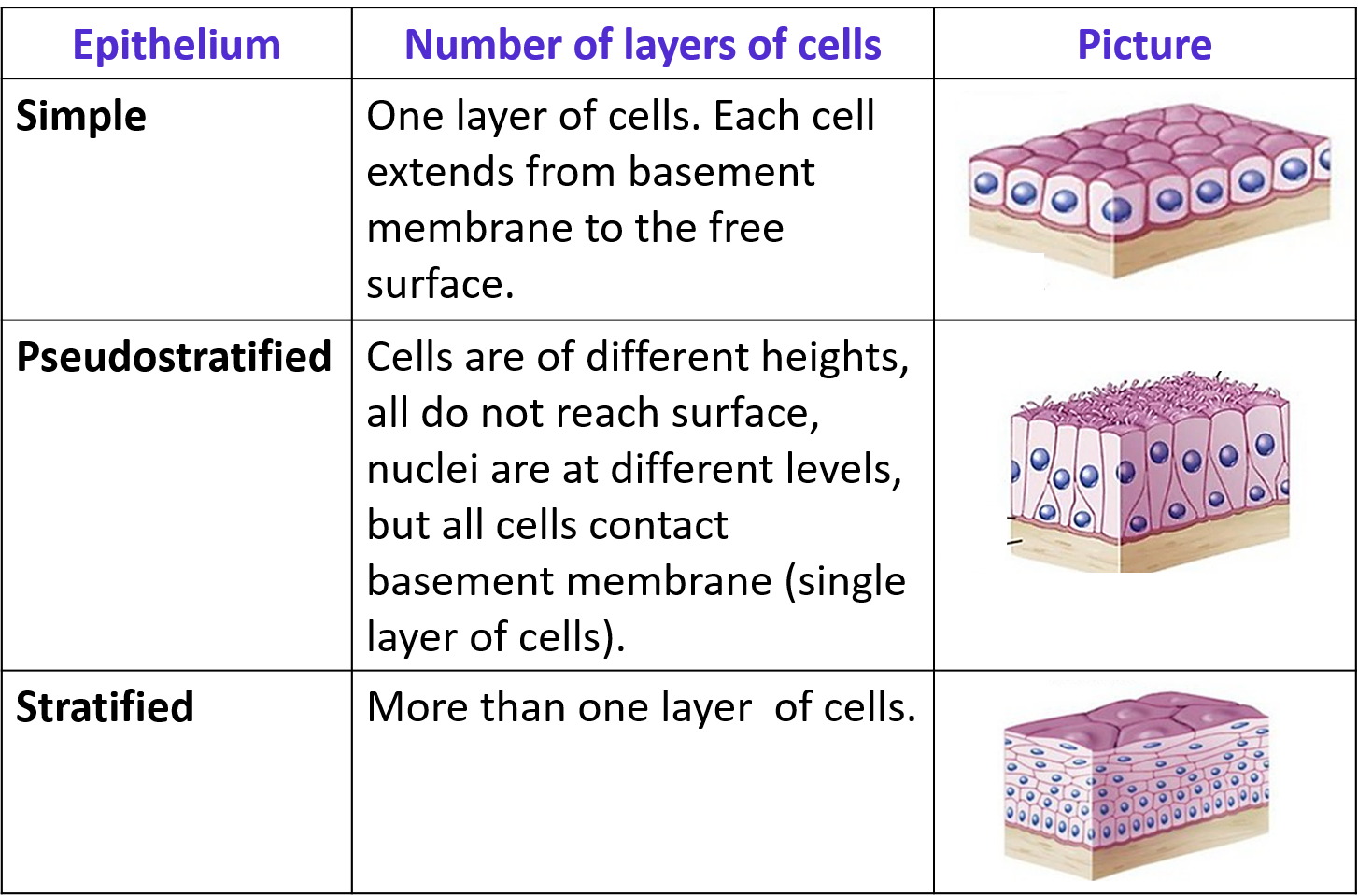 classification of epithelium based of number of layers