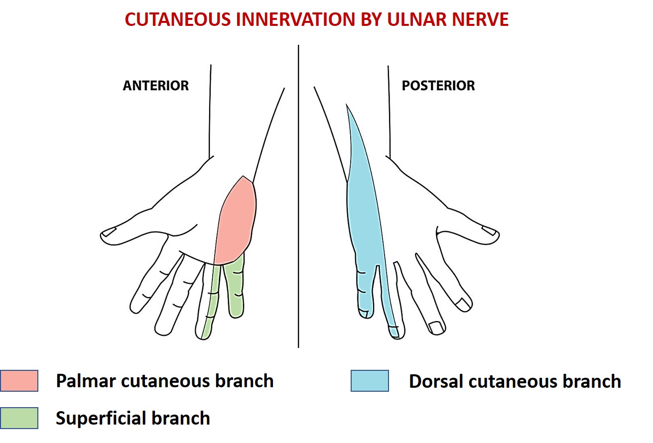 cutaneous innervation by ulnar nerve