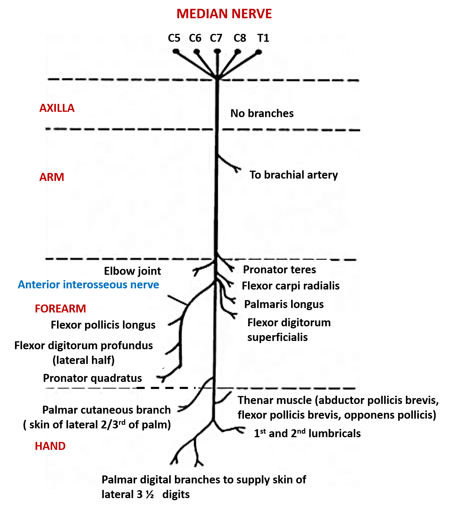 median nerve- branches and structures supplied by them