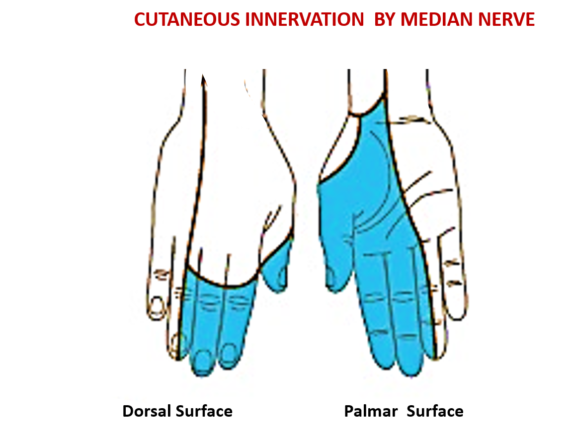 cutaneous innervation by median nerve