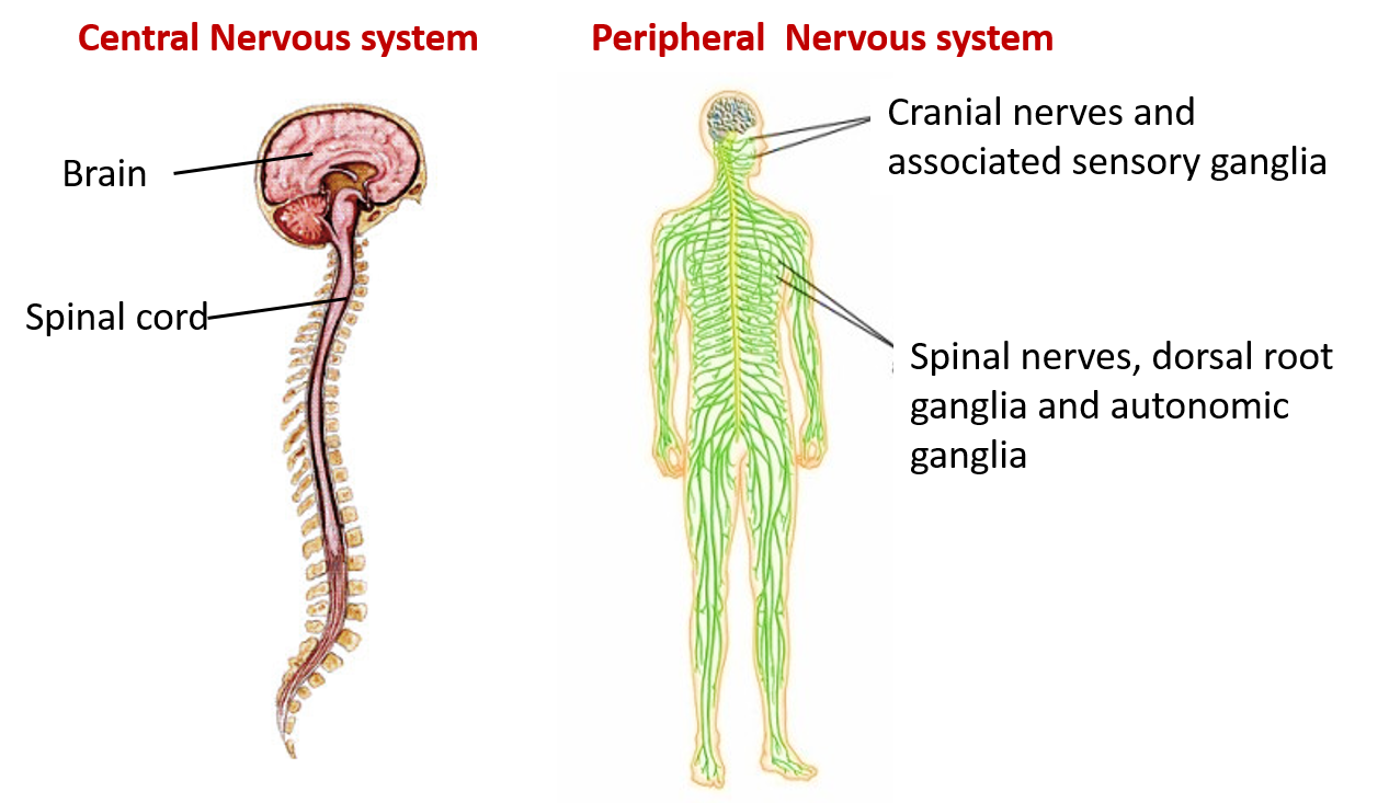 central and peripheral nervous system