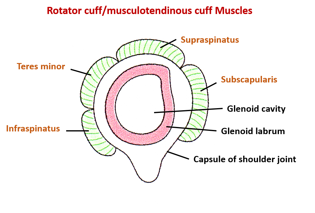 rotator cuff/musculotendinous cuff muscles