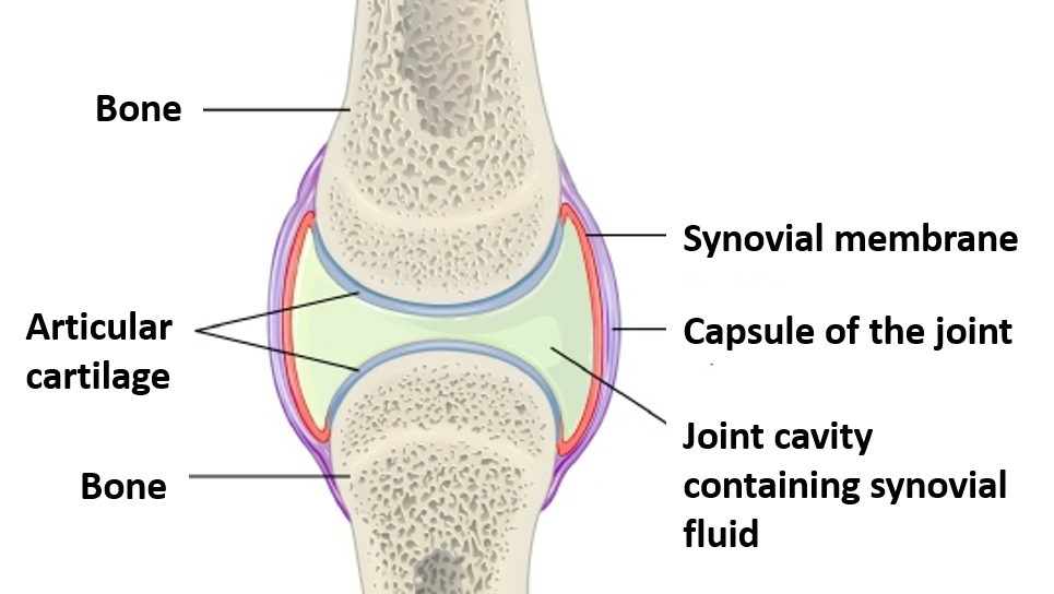 typical synovial joint