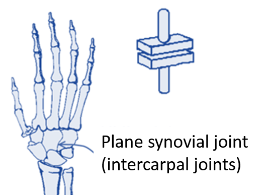 plane synovial joint