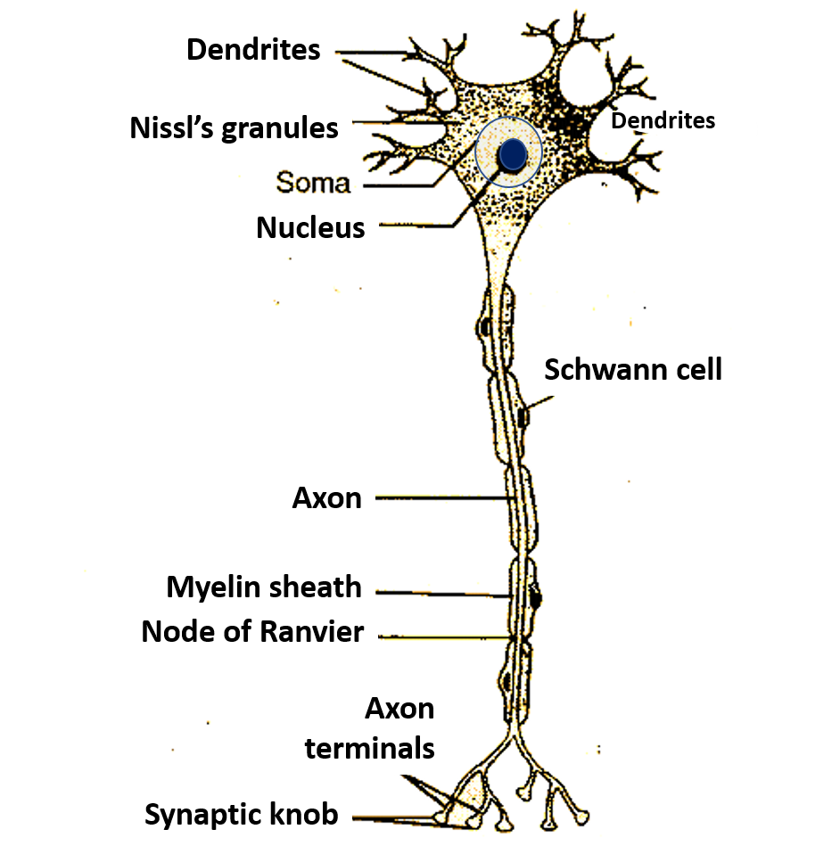parts and structure of a neuron